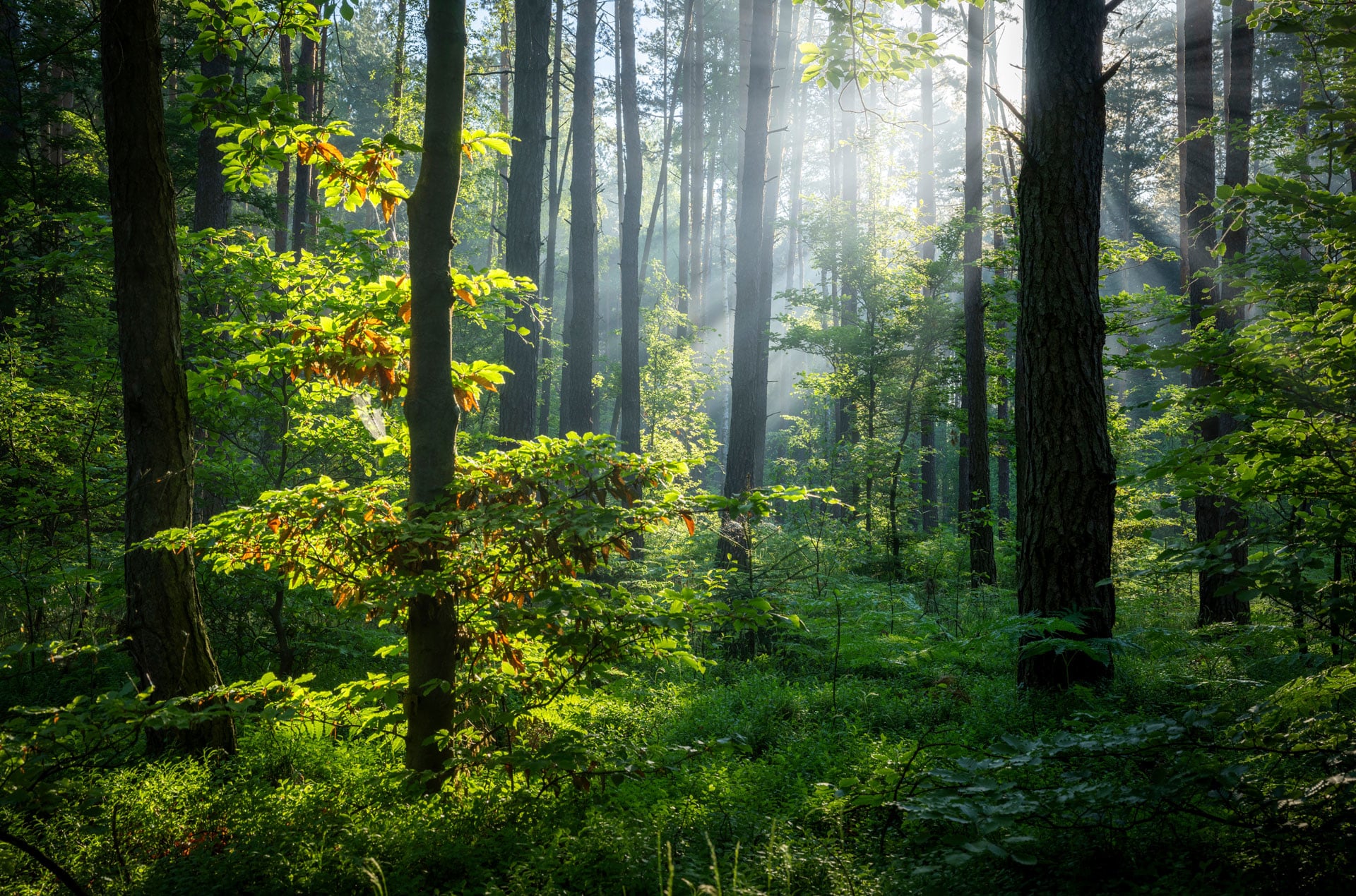 Image for Forest Management and Operations